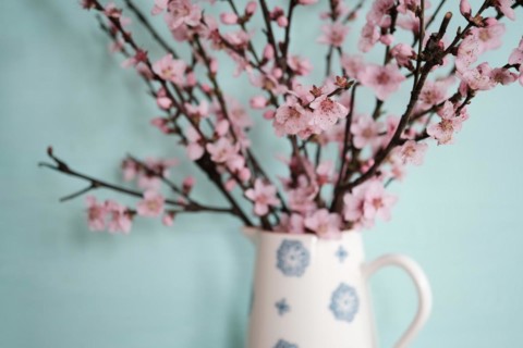 Apricot Blossoms in a Vase