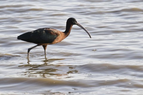 Glossy ibis