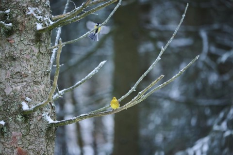 Yellowhammer