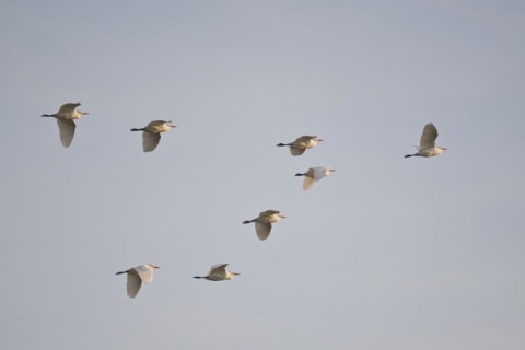 Cattle Egret