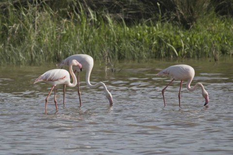 Greater flamingos