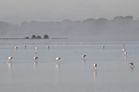 Greater flamingos