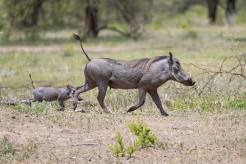 Common warthog