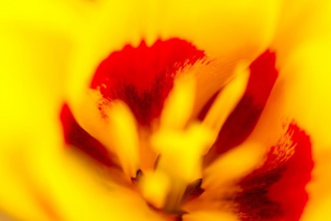 Tulip
