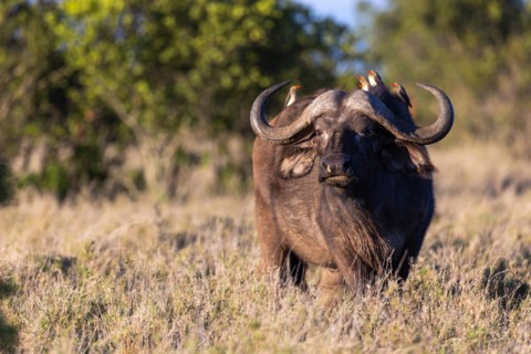 Oxpecker