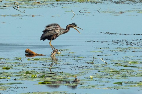 Purple heron with open beak and shaken plumage standing on branch in water with green water plants seen on the right