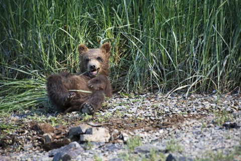 Young grizzly bear eating sedge