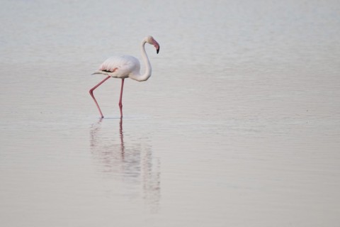 Greater flamingo