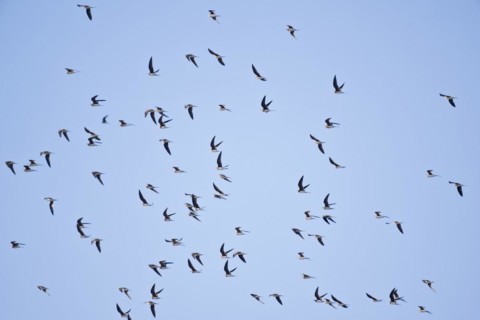 Cliff Swallows