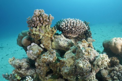 Well camouflaged