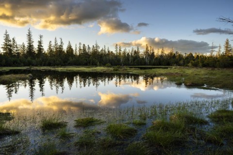 The Hornsee in the Wildseemoor in the evening at sunset