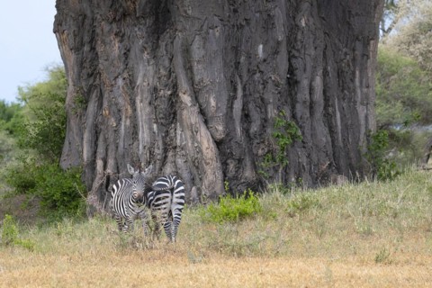 Plains zebra