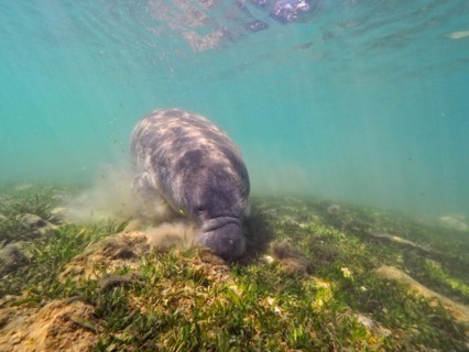 Round-tailed manatee