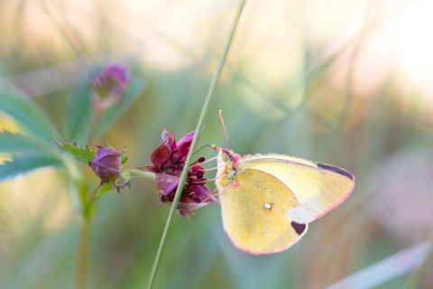 Palaeno sulphur
