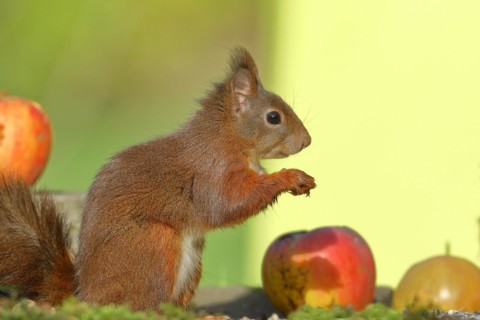 Eurasian red squirrel