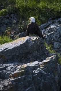 Bald Eagle