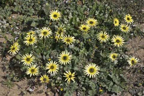 Capeweed