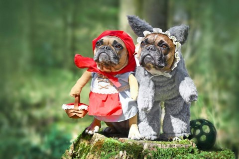 Two French Bulldog dogs dressed up as fairytale characters Little Red Riding Hood and Big Bad Wolf with full body costumes with fake arms in forest