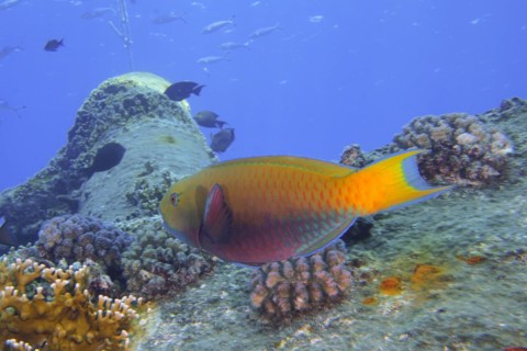 Female green-rumped parrotfish