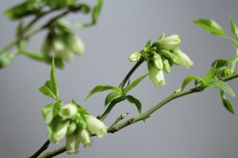 Blueberry bush