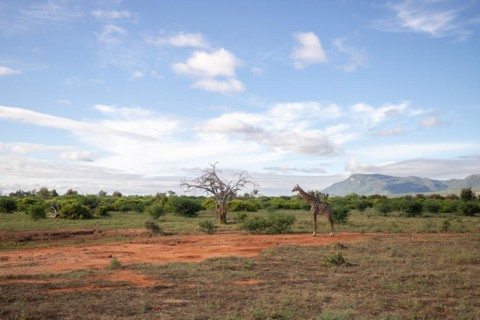 Single giraffe