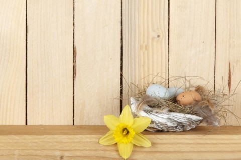 Easter nest from a shell with some Easter eggs