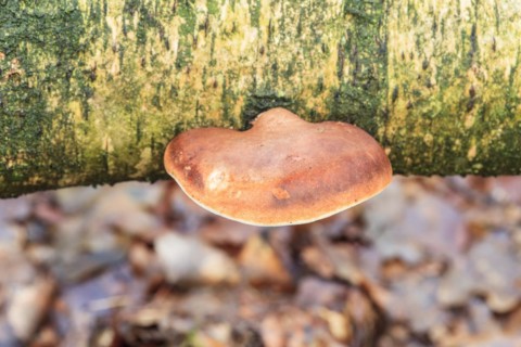Birch tongue porling