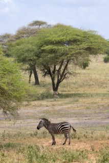 Plains zebra