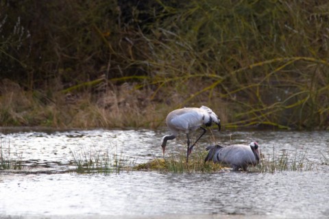 Crane