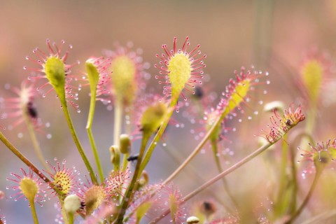 Oblong-leaved sundew