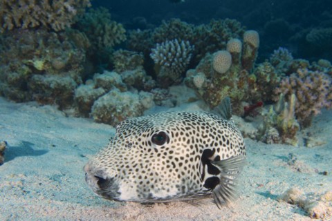 A star puffer