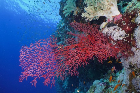 Red knot coral