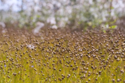 Agriculture field with linseed