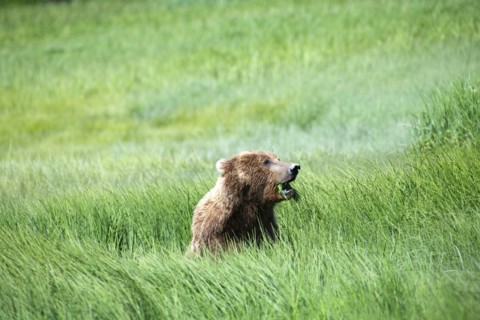 Coastal brown bear