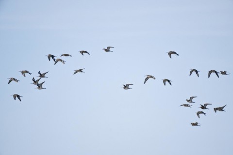 Bar-tailed Godwits