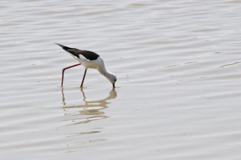 Black-winged Black-winged Stilt