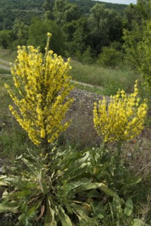 Mullein