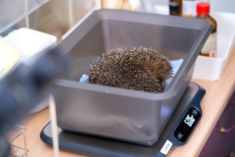 European hedgehog