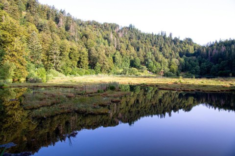 Nonnenmattweiher