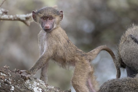 Olive baboon