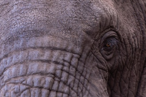 African elephant
