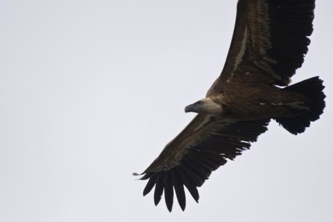 Griffon Vulture