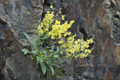 Common toadflax