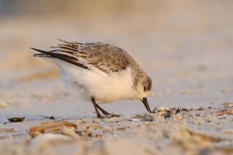 Sanderling