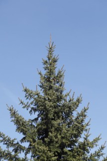 Conifer