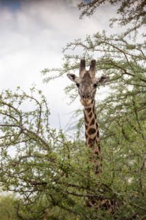 Giraffe