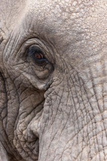 African elephant