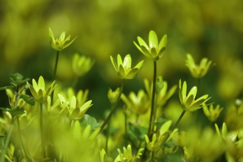 Lesser Celandine