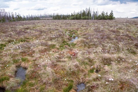 Torfhausmoor