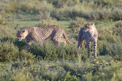 Cheetah
